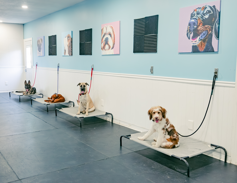 Purpose Driven K-9, Indianapolis