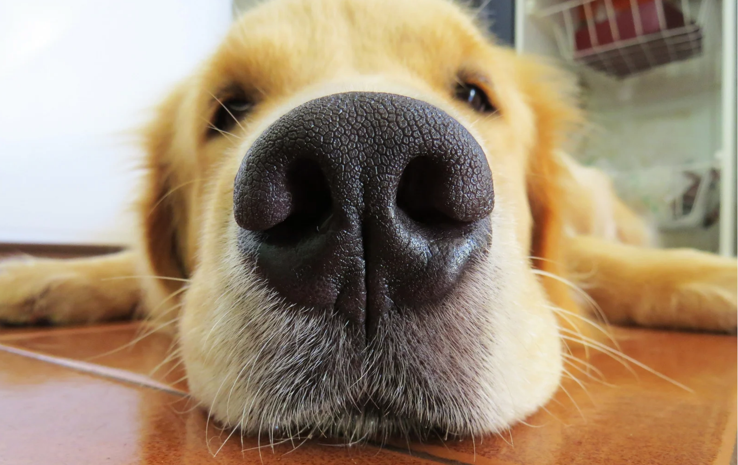 Good Sniffs K9 Behavior Education l Indianapolis