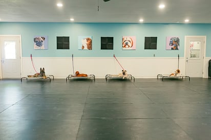 Purpose Driven K-9, Indianapolis