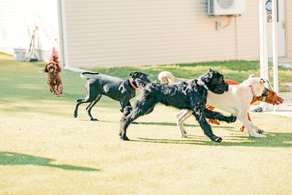 Purpose Driven K-9, Indianapolis