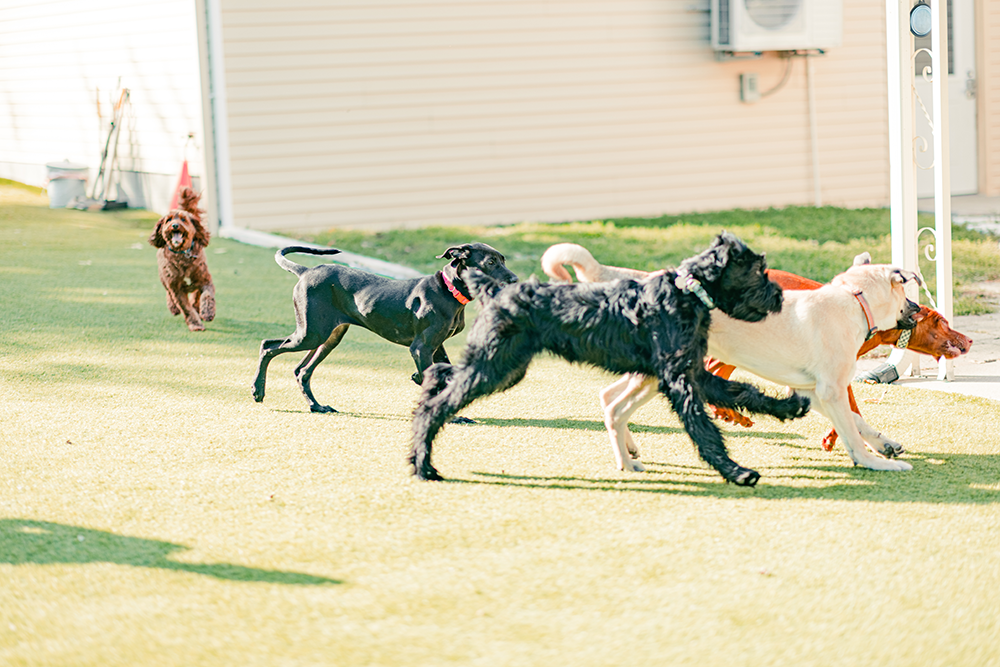 PurposeDrivenK-9-View-4