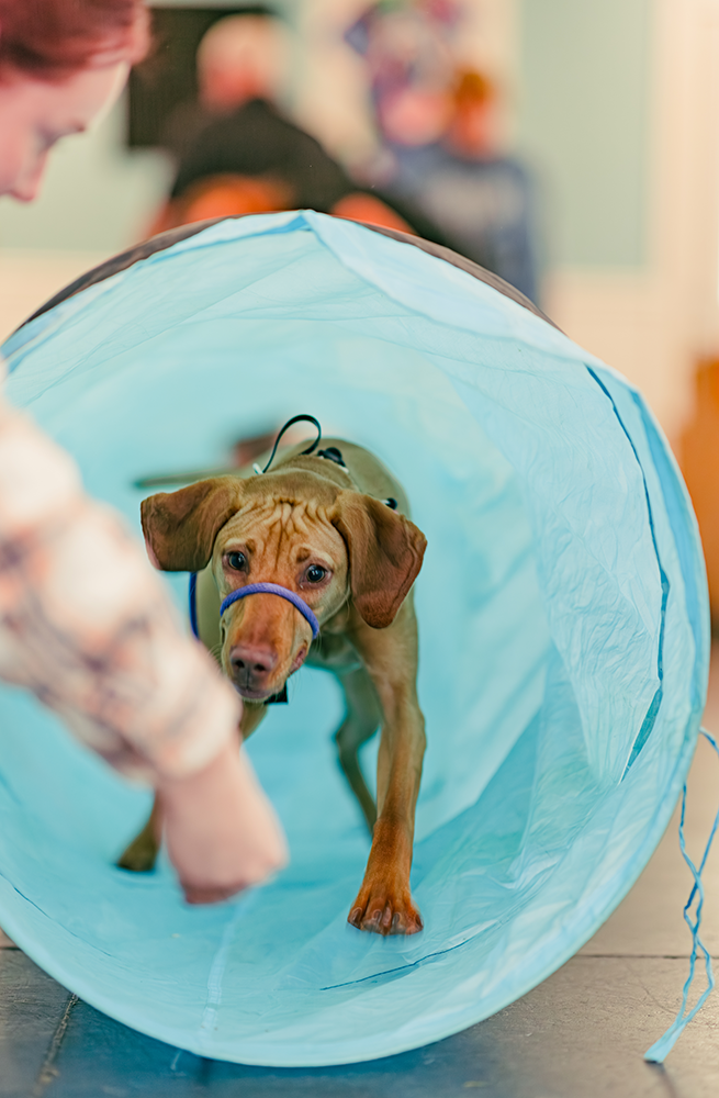 Purpose Driven K9 Professional Dog Training Indianapolis