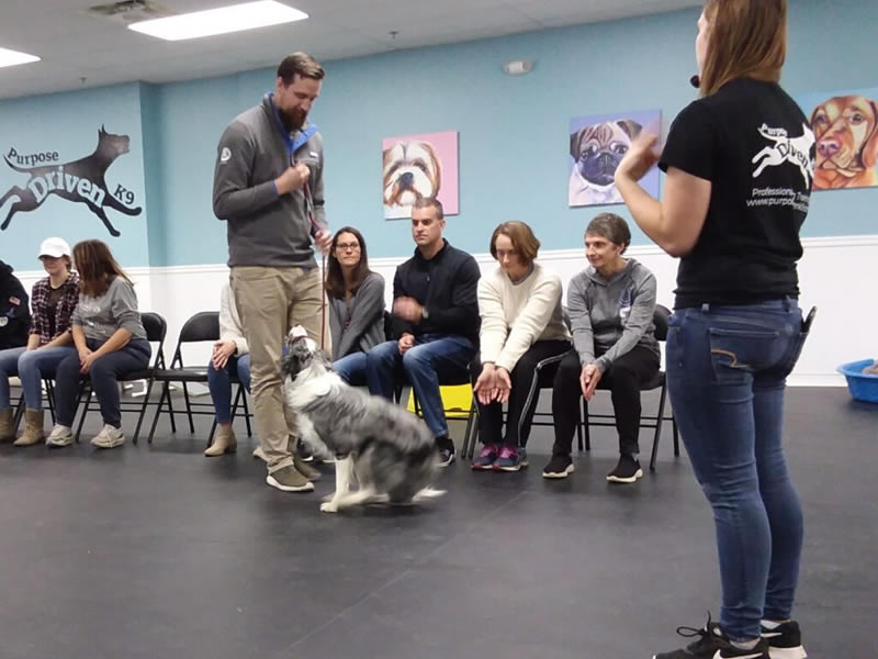 Dog Confidence Class