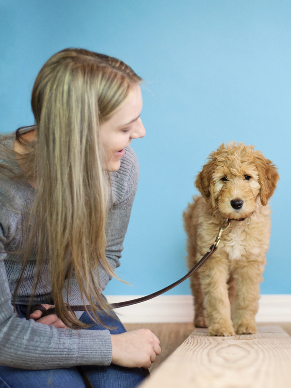 Puppy Classes Indianapolis