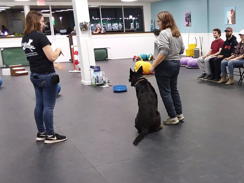 Group Classes for Dogs