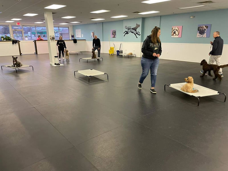 Group Classes for Dogs