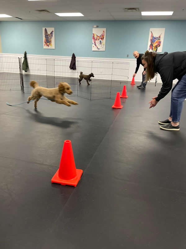 Group Classes for Dogs